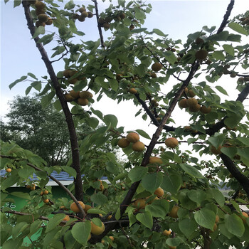 紅杏杏樹苗兩年結(jié)果五公分當(dāng)年結(jié)紅杏杏樹苗一棵價錢