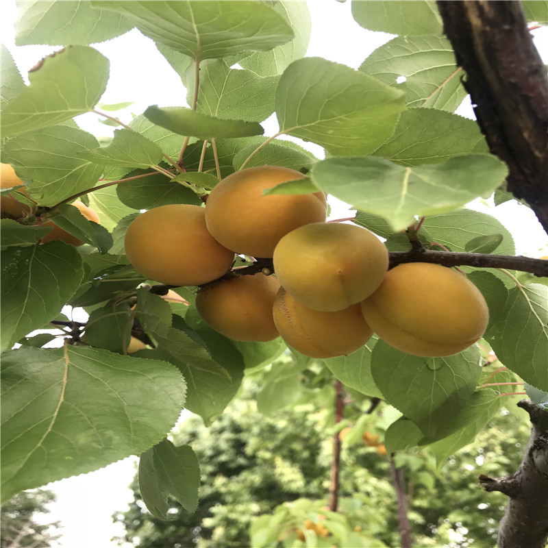 荷蘭香蜜杏樹苗批發(fā)價格定植兩年的荷蘭香蜜杏樹苗品種特點