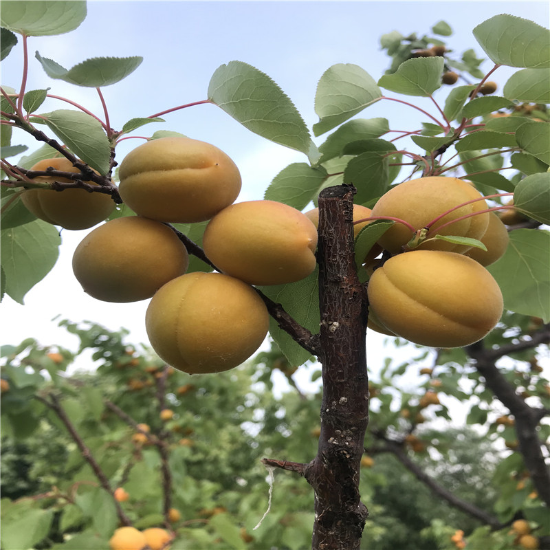 2020年山東金太陽(yáng)杏樹苗種植技術(shù)