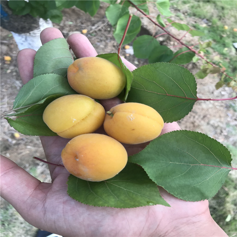 珍珠油杏樹苗批發(fā)價格兩年生的嫁接珍珠油杏樹苗市場報價