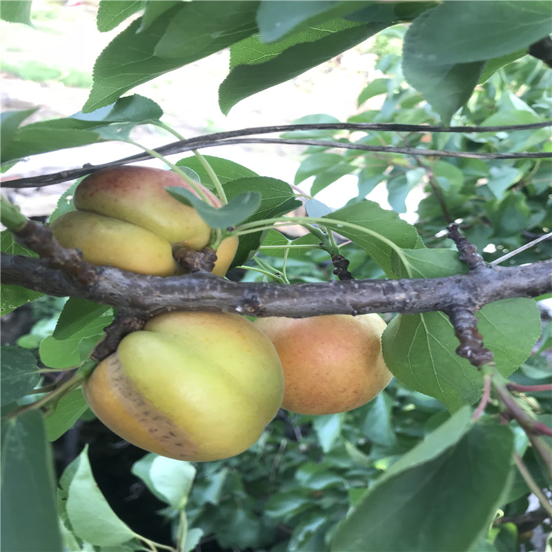 定植兩年的紅杏杏樹苗種植技術(shù)