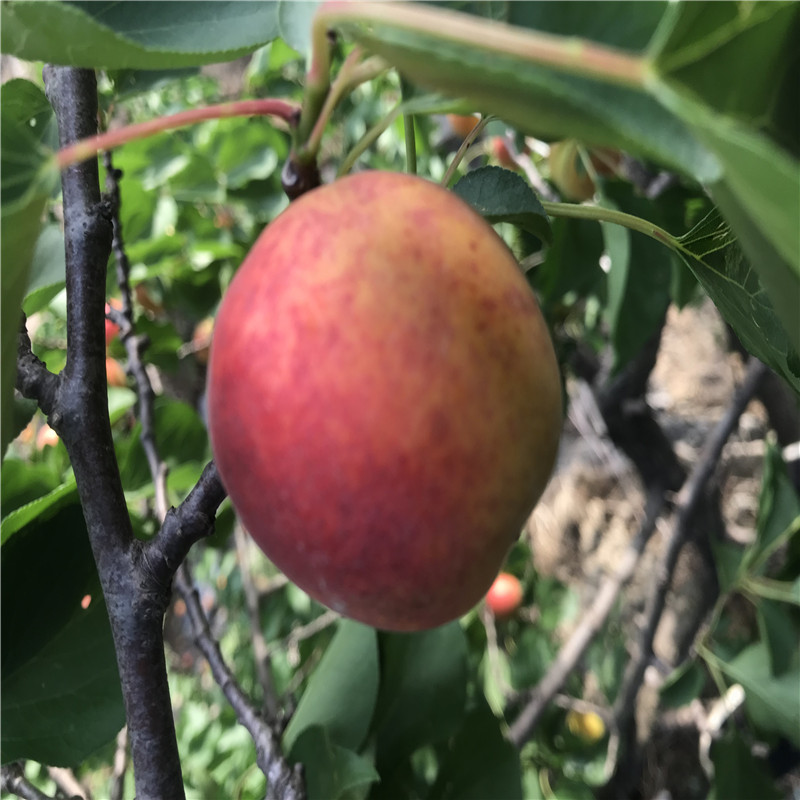 兩年生的嫁接紅荷包杏樹苗批發(fā)價(jià)格