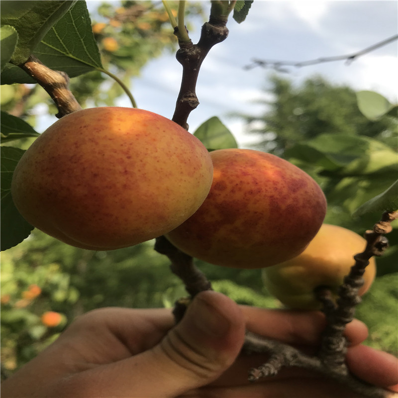 定植兩年的紅杏杏樹苗價(jià)格及報(bào)價(jià)