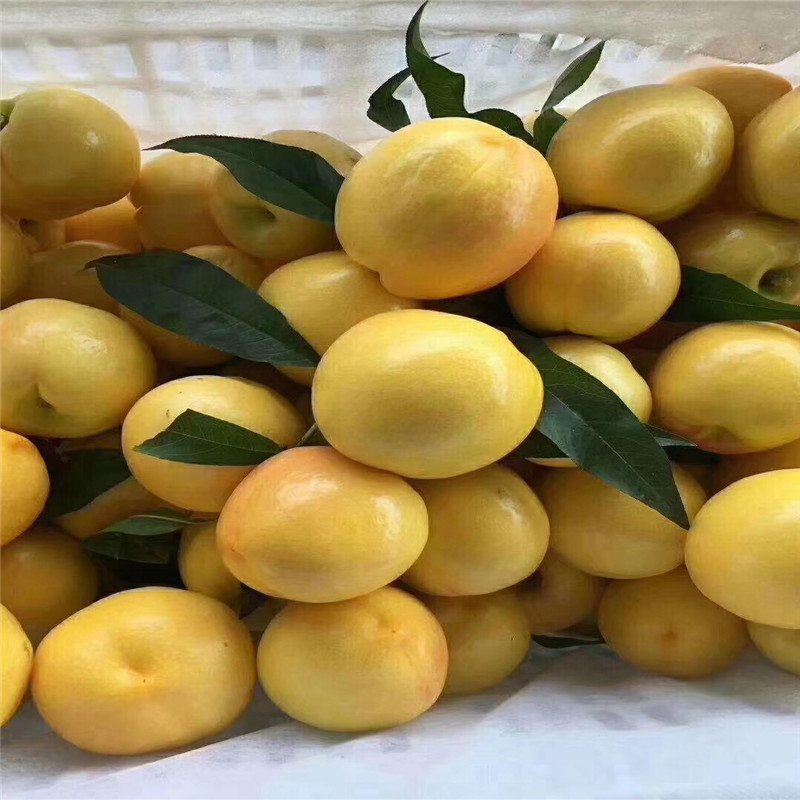 兩年生的嫁接金奧林杏樹(shù)苗種植技術(shù)