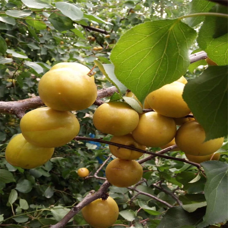 紅荷包杏樹苗種植技術(shù)2020年山東紅荷包杏樹苗每天報(bào)價(jià)