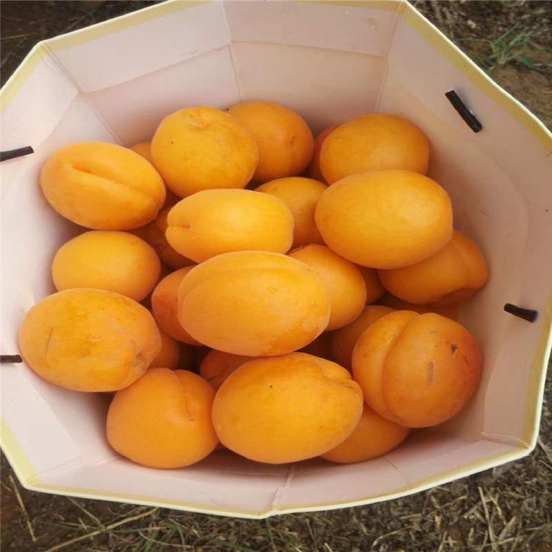金太陽杏樹苗種植季節(jié)地徑一公分的金太陽杏樹苗批發(fā)基地