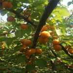 两年生的嫁接荷兰香蜜杏树苗种植技术