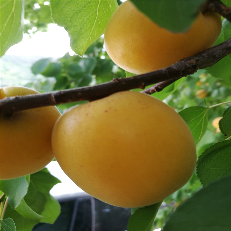 珍珠油杏樹苗基地報價定植兩年的珍珠油杏樹苗批發(fā)基地