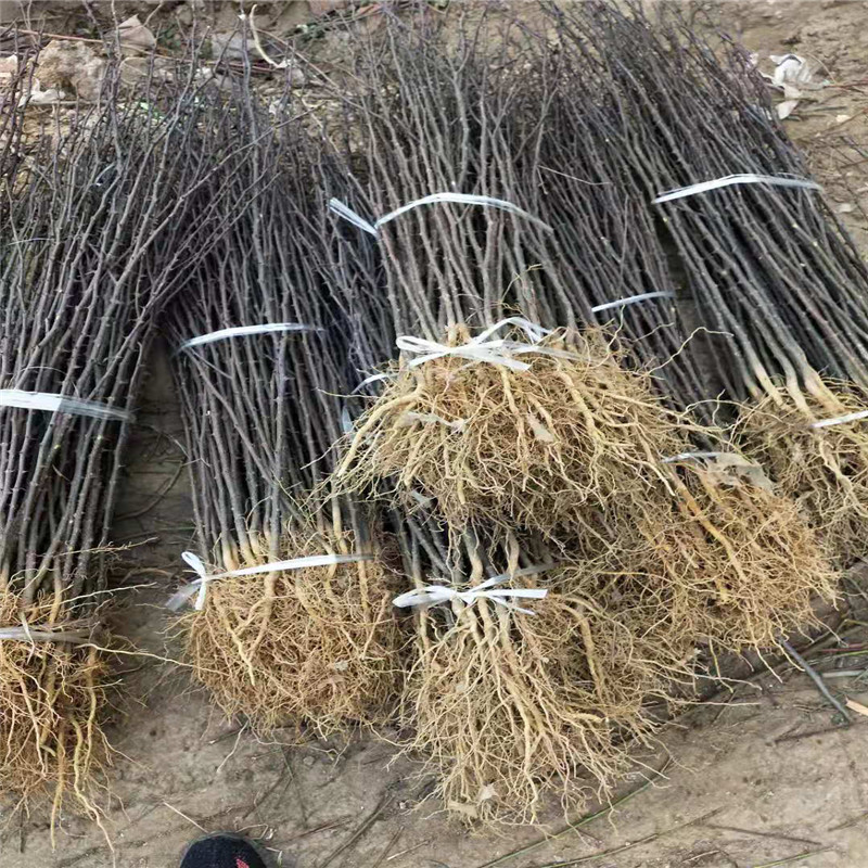 花椒苗品種特色 花椒苗批發(fā)基地