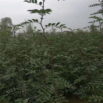 花椒苗基地報(bào)價(jià)花椒苗一棵價(jià)錢
