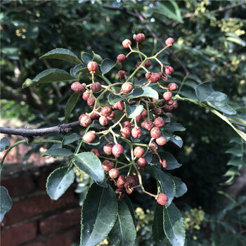 花椒小苗品种特色花椒小苗出售价格