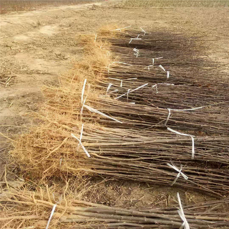 花椒苗成熟季节 花椒苗品种特点