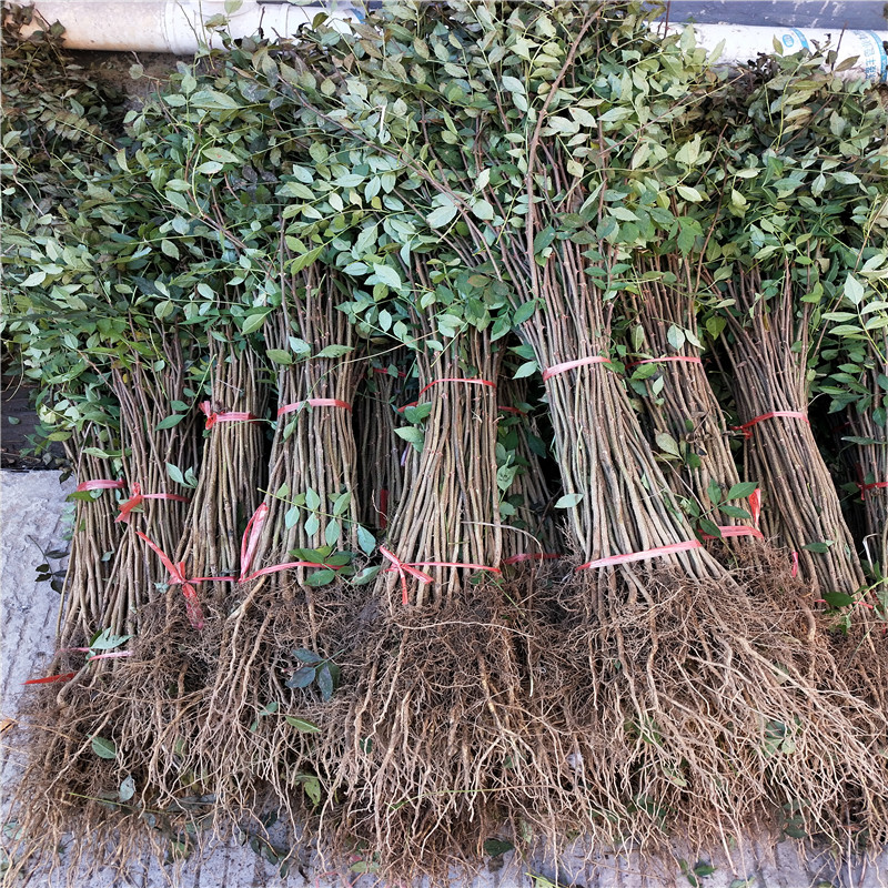 花椒芽苗批發(fā)基地 花椒芽苗一棵價錢