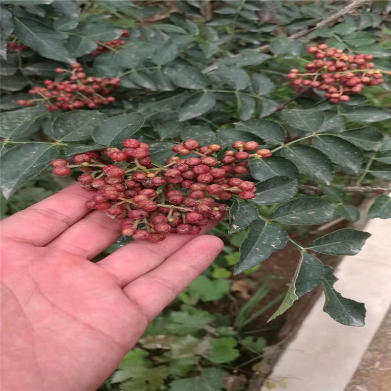 花椒小苗成熟季节 花椒小苗每天报价