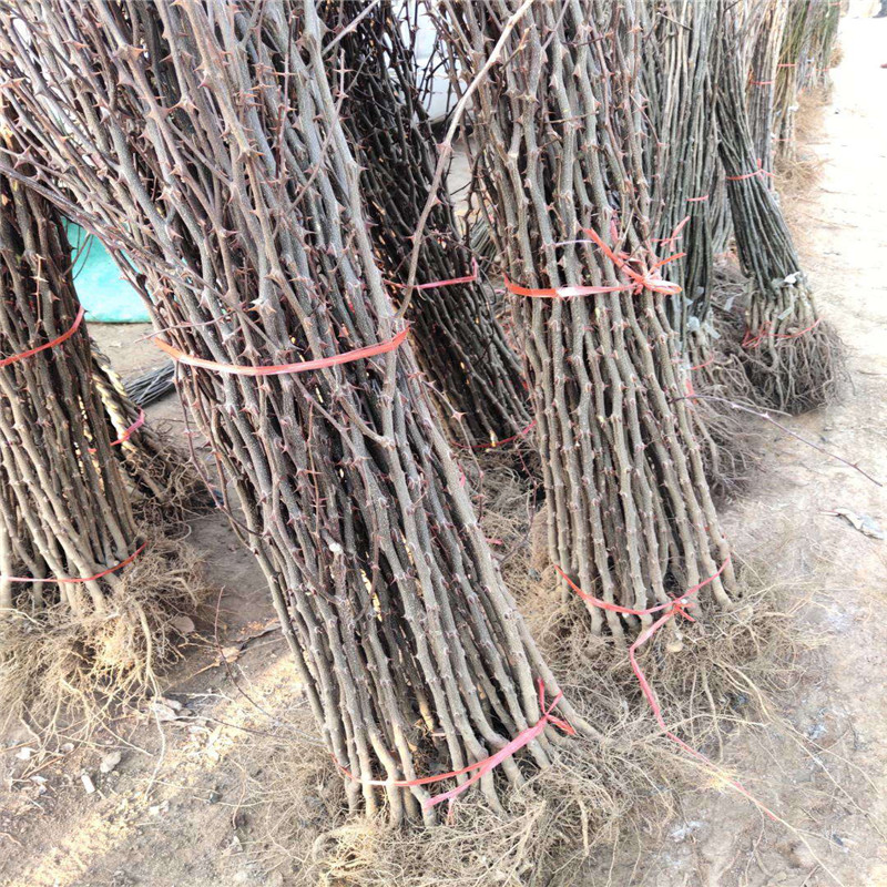 大紅袍花椒苗價(jià)格及報(bào)價(jià) 大紅袍花椒苗批發(fā)基地