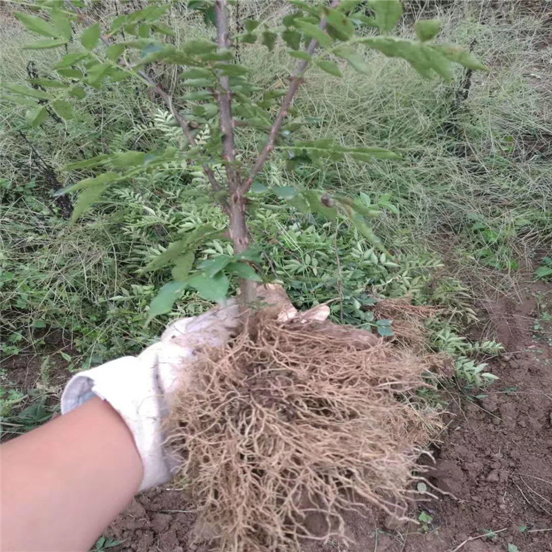 花椒小苗種植技術(shù) 花椒小苗出售價(jià)格