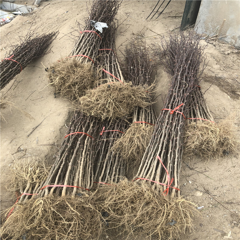 獅子頭花椒苗批發(fā)價格 獅子頭花椒苗市場報價