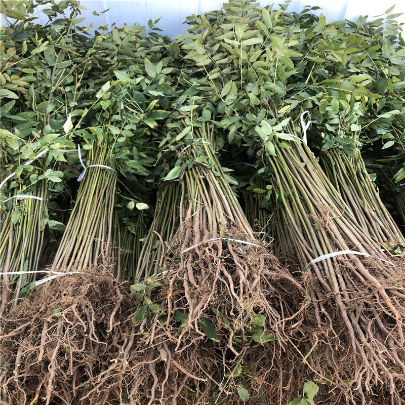 2021年山東花椒苗種植技術(shù)