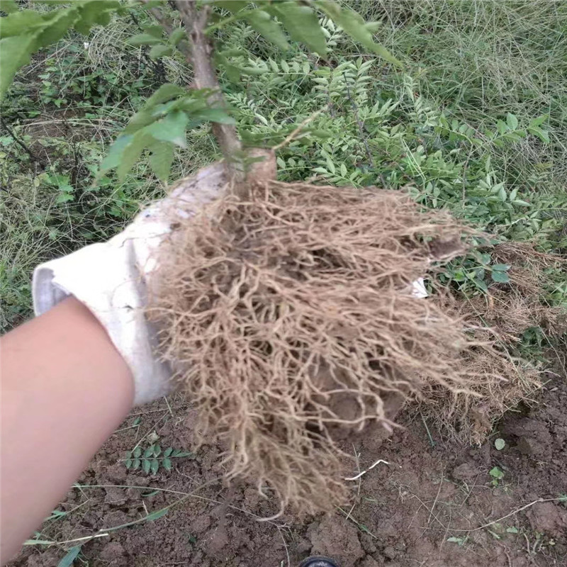 花椒芽苗兩年結(jié)果 花椒芽苗批發(fā)基地