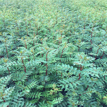 小花椒苗苗场电话小花椒苗种植技术