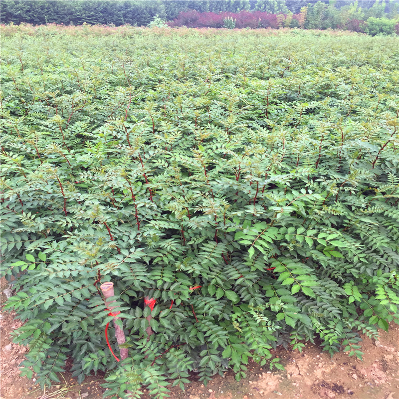 花椒芽苗批發(fā)價格 花椒芽苗品種特點