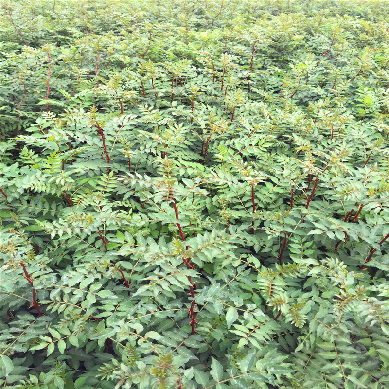 花椒芽苗基地報價 花椒芽苗每天報價
