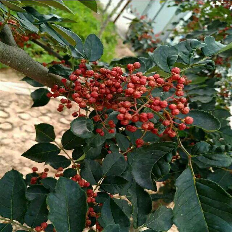 花椒小苗品種特色 花椒小苗每天報價