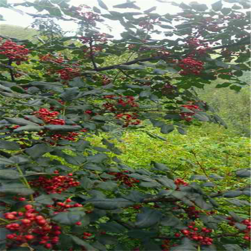 花椒芽苗基地報價 花椒芽苗每天報價