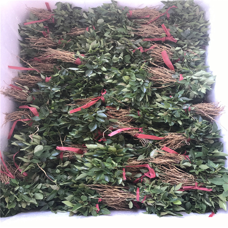 無刺花椒苗兩年結果 無刺花椒苗種植技術