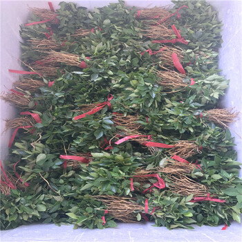 花椒芽苗基地報價花椒芽苗每天報價