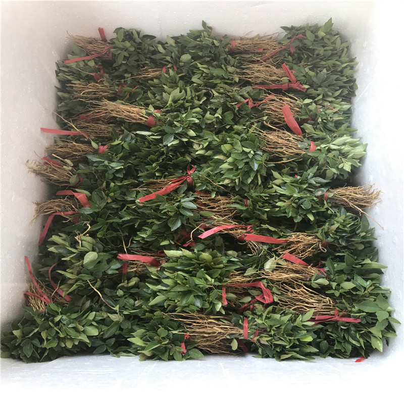 花椒苗成熟季節(jié) 花椒苗每天報(bào)價(jià)