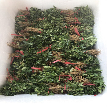 高度80公分的無(wú)刺花椒苗出售價(jià)格