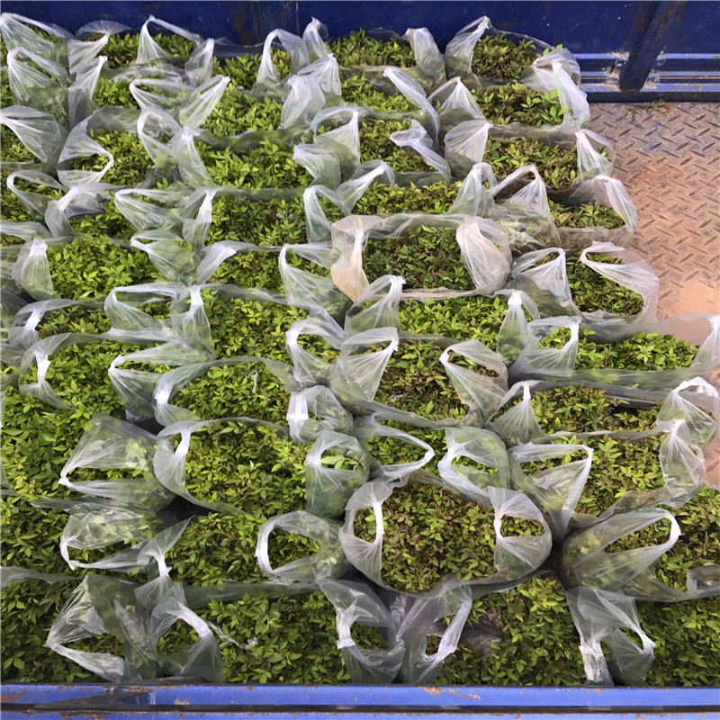 花椒芽苗兩年結(jié)果 花椒芽苗批發(fā)基地