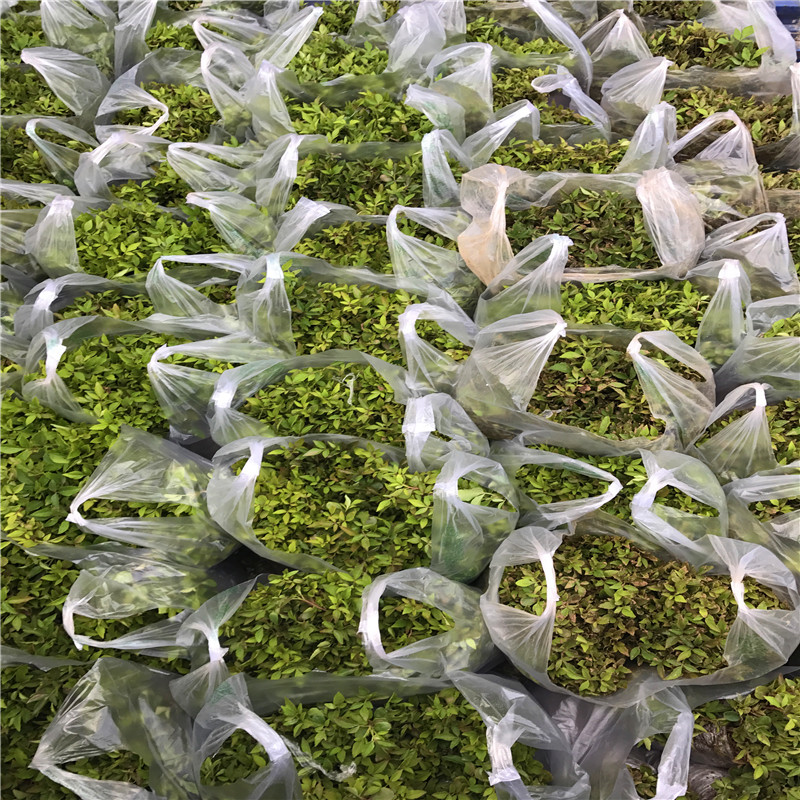 獅子頭花椒苗種植季節(jié) 獅子頭花椒苗品種特點