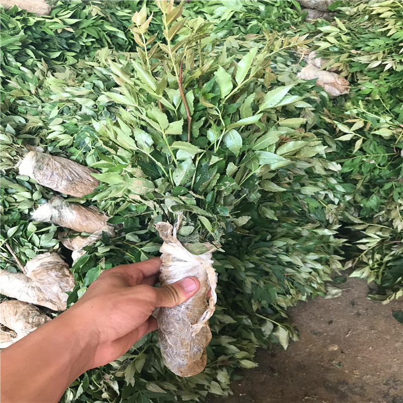 花椒苗批發(fā)基地 花椒苗銷售電話
