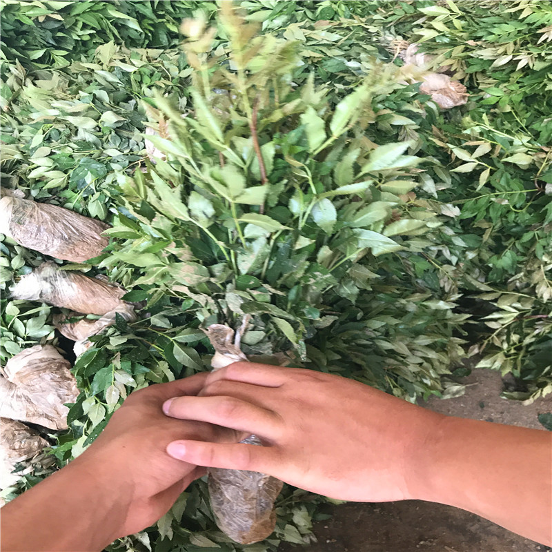 小花椒苗種植技術(shù) 小花椒苗價格及報價