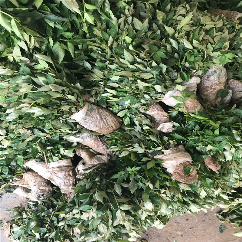 大紅袍花椒苗種植技術 大紅袍花椒苗一棵價錢