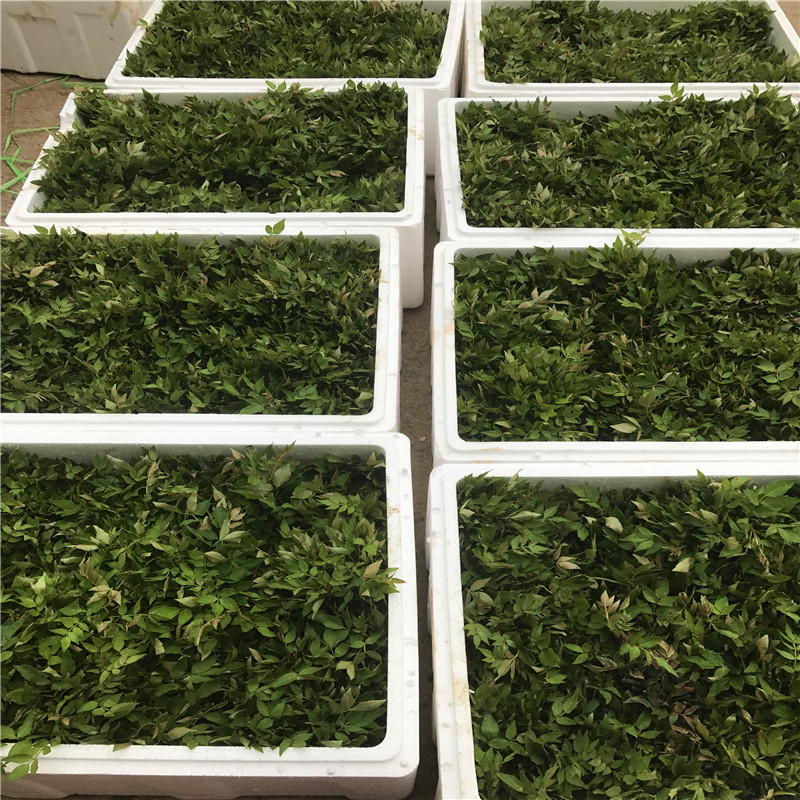 獅子頭花椒苗成熟季節(jié) 獅子頭花椒苗種植技術(shù)