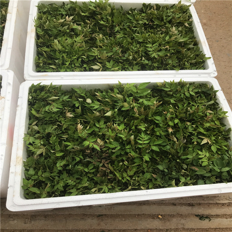 花椒芽苗成熟季節(jié) 花椒芽苗品種特點(diǎn)