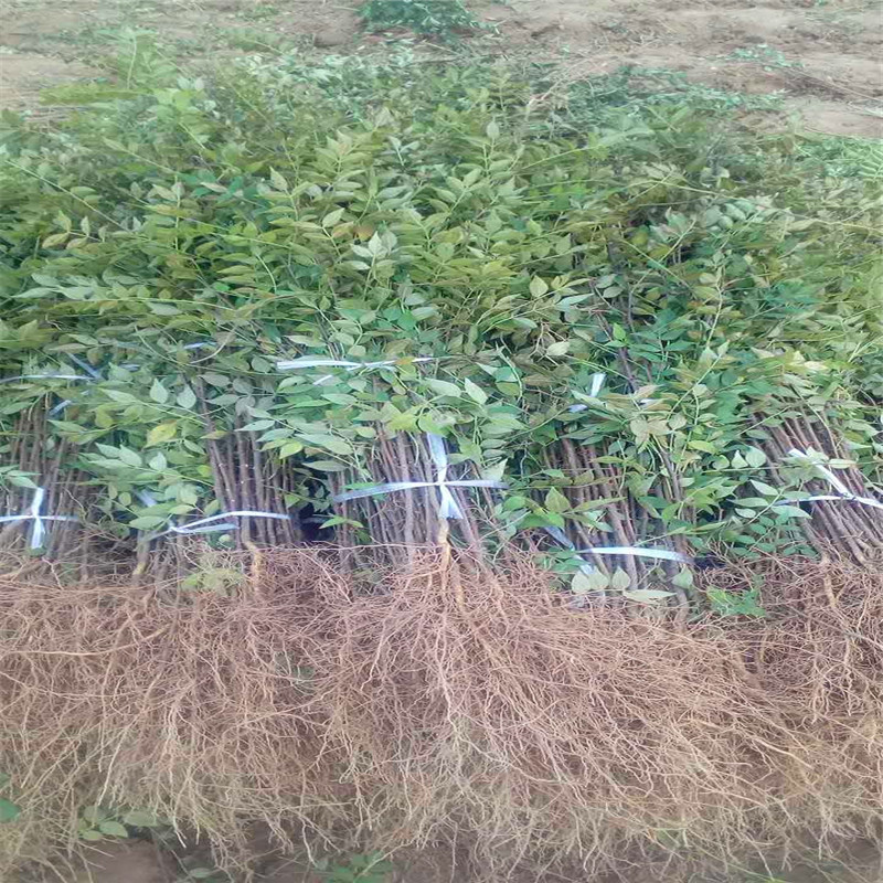大紅袍花椒苗價格及報價 大紅袍花椒苗出售價格