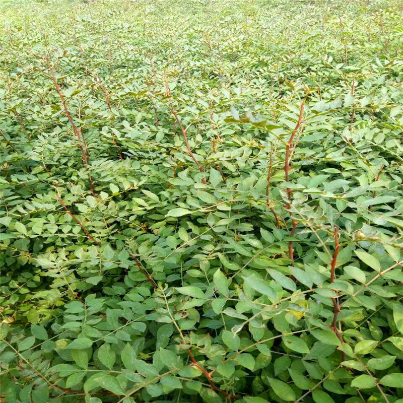 小花椒苗苗场电话 小花椒苗种植技术