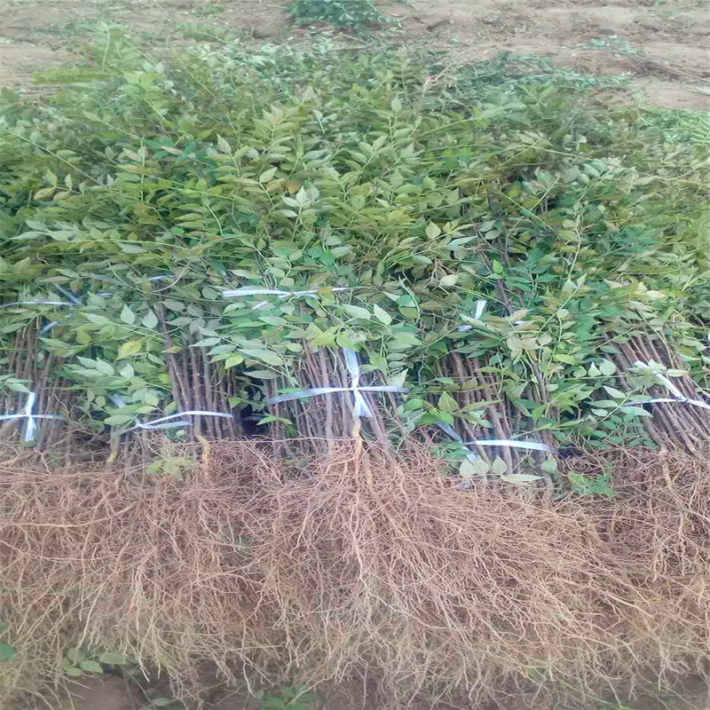 兩年的大紅袍花椒苗銷售電話