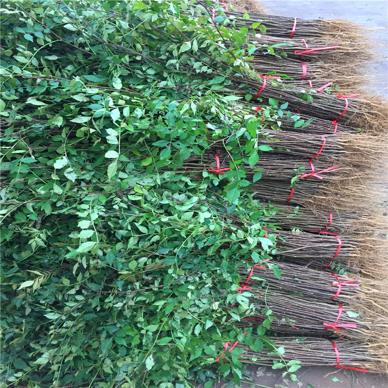 高度80公分的無刺花椒苗一棵價錢