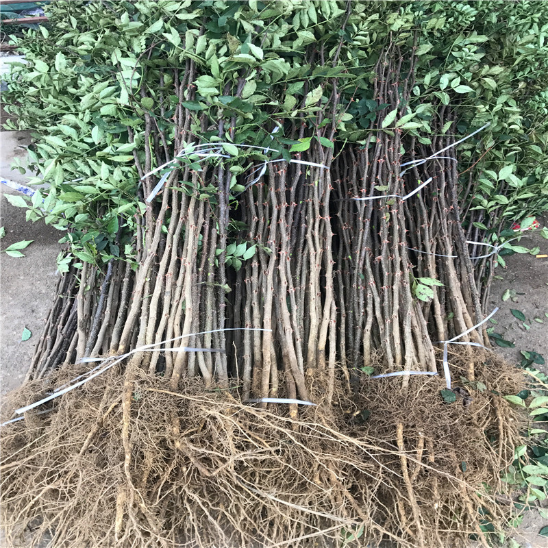 高度80公分的無刺花椒苗一棵價錢