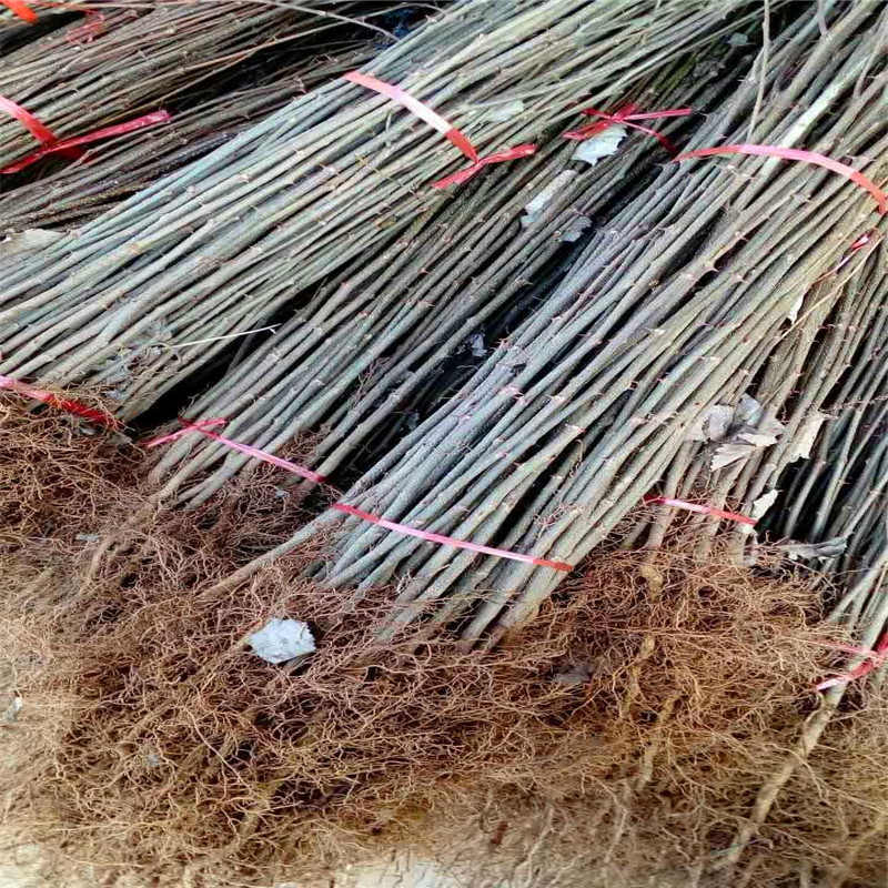 小花椒苗成熟季節(jié) 小花椒苗銷售電話