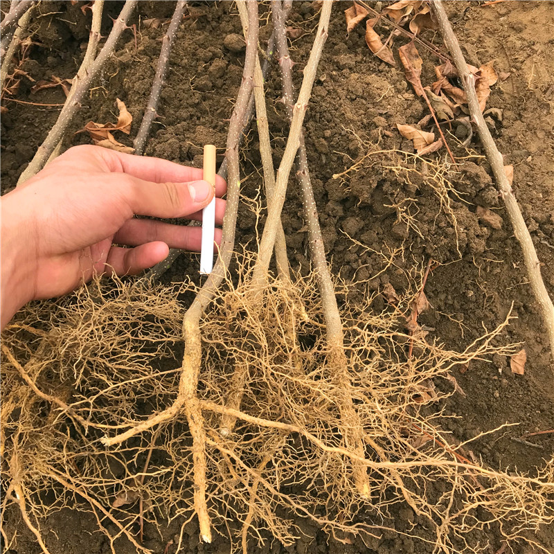 無刺花椒苗種植技術(shù) 無刺花椒苗一棵價錢