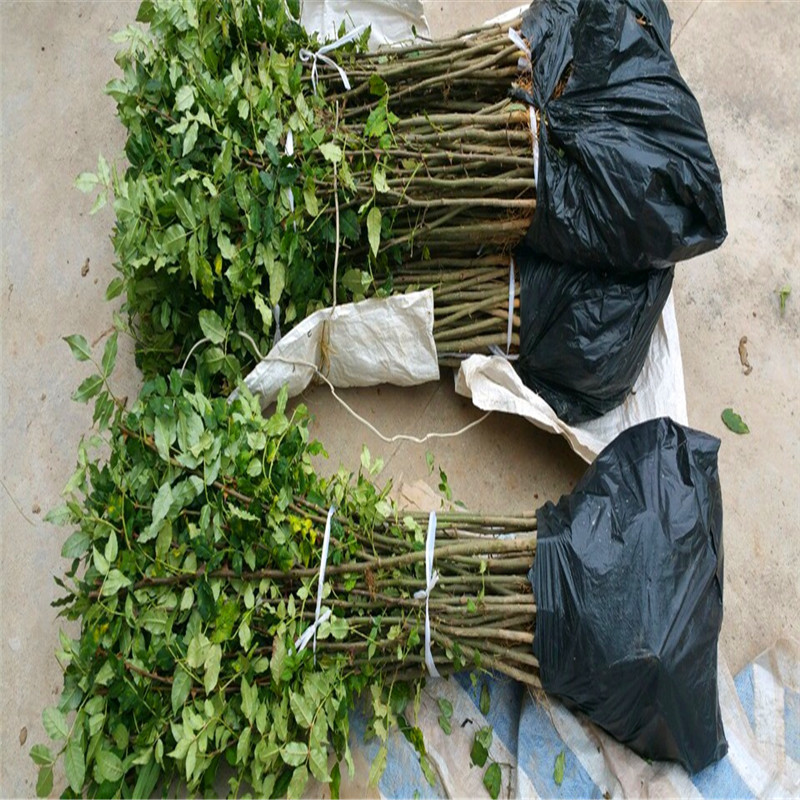 無刺花椒苗批發(fā)基地 無刺花椒苗品種特點