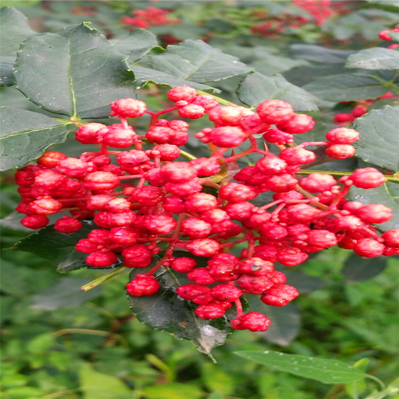 大紅袍花椒苗品種特色 大紅袍花椒苗批發(fā)基地