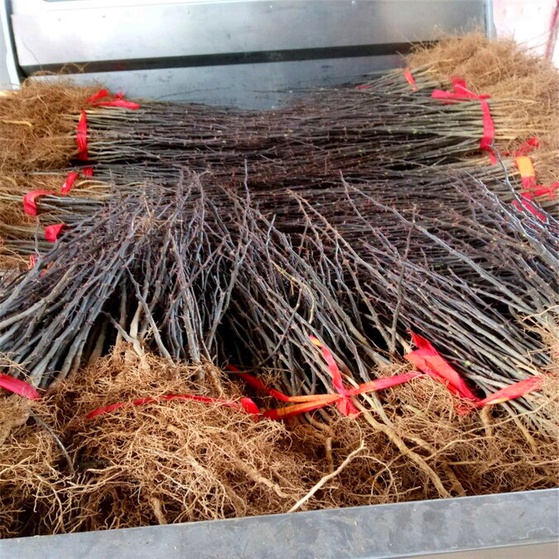 花椒苗批發(fā)價(jià)格 花椒苗批發(fā)基地