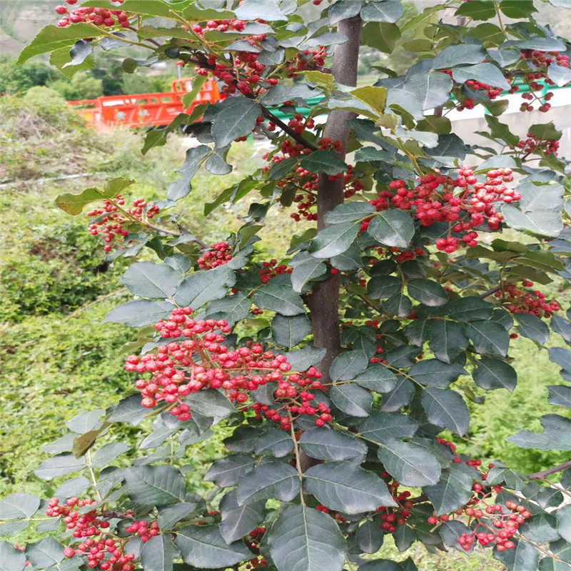 大紅袍花椒苗種植技術 大紅袍花椒苗一棵價錢